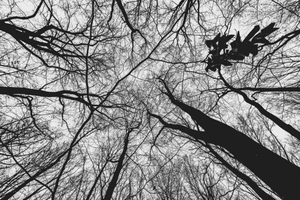 森林中的一种低角度灰度树的照片 — 图库照片