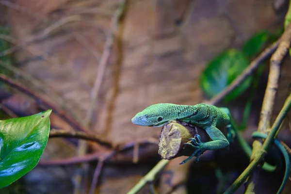 Green Lizard Branch Tree Blurred Background — Stock Photo, Image