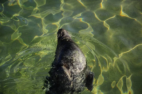 Een Californische Zeeleeuw Zwemmen Het Water Onder Het Zonlicht Portugalete — Stockfoto