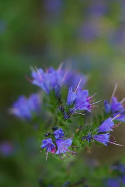 Overhead Selective Focus Shot Purple Flower — Stock Photo, Image