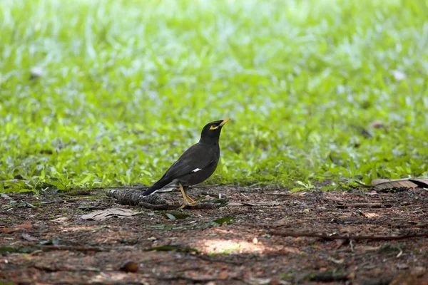 Beautiful Shot Blackbird Blurred Background — 스톡 사진