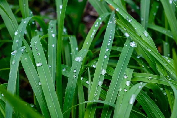 阳光下覆盖在水滴中的草皮，背景模糊不清 — 图库照片