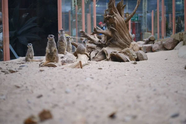 動物園の砂の上に座ってかわいいMeerkatsのグループ — ストック写真