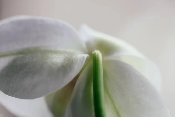 Närbild Bild Vacker Vit Blomma — Stockfoto