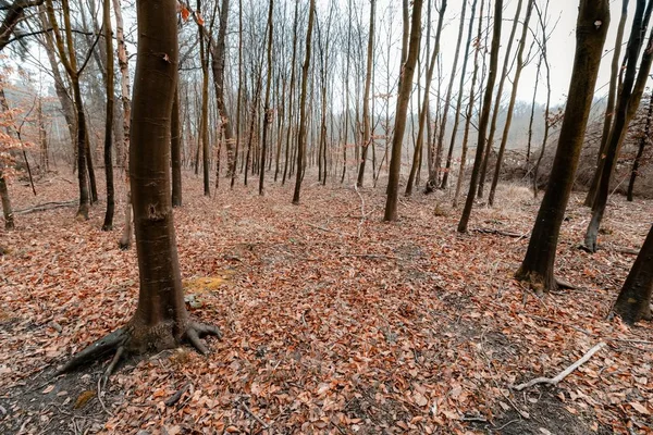 Ένα Πλάνο Υψηλής Γωνίας Ενός Δάσους Καφέ Φύλλα Στο Έδαφος — Φωτογραφία Αρχείου