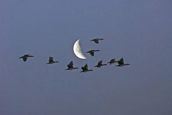 Vögel Fliegen Blauen Himmel Der Nähe Des Weißen Mondes — Stockfoto