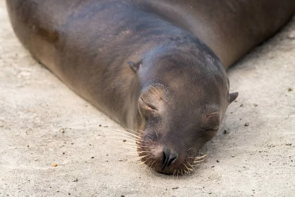 Śpiący Lew Morski Wyspach Galapagos Ekwador — Zdjęcie stockowe