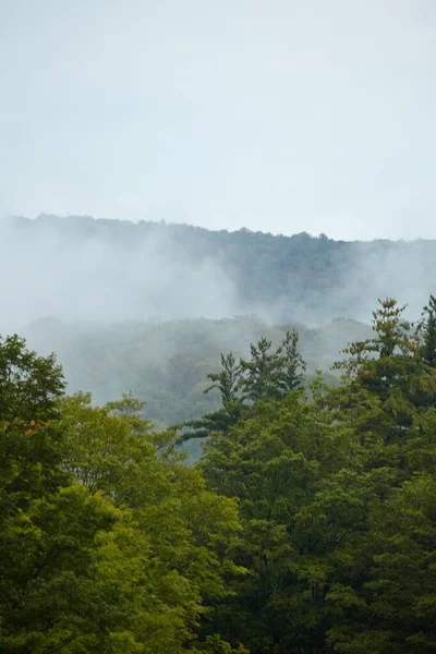Вертикальний знімок Зеленого Гірського лісу, вкритого туманом у Вермонті. — стокове фото