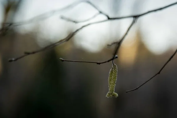 Z větve visí drobný zelený výhonek — Stock fotografie