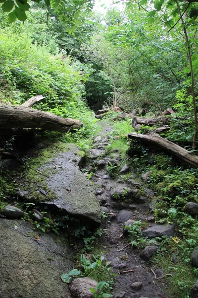横に倒木のある森を抜ける石の道 — ストック写真