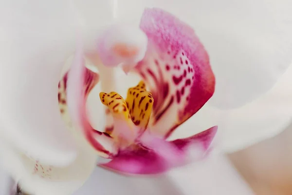 Tiro Close Uma Bela Flor Branca Rosa — Fotografia de Stock