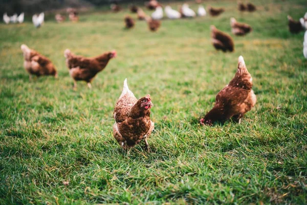 Beautiful Shot Chickens Grass Farm Sunny Day — Stok fotoğraf