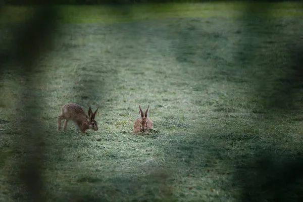 Sebuah Fokus Tembakan Selektif Dari Dua Kelinci Padang Rumput — Stok Foto