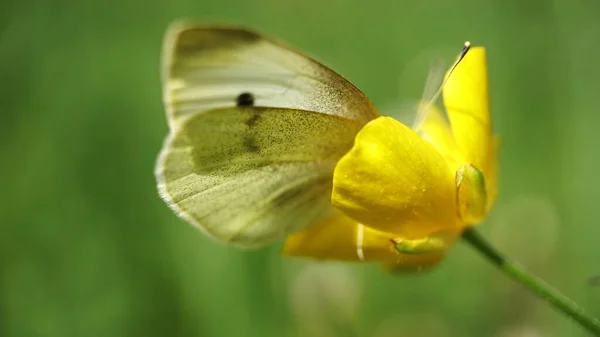 黄色の花に座っている蝶のクローズアップショット — ストック写真