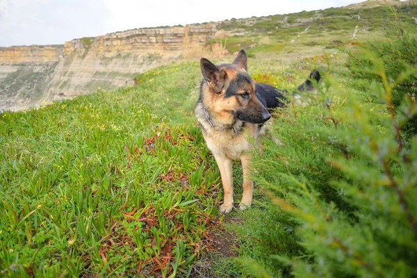 German Shepherd Cliffs Covered Greenery Sunlight Blurry Background — Stock Photo, Image