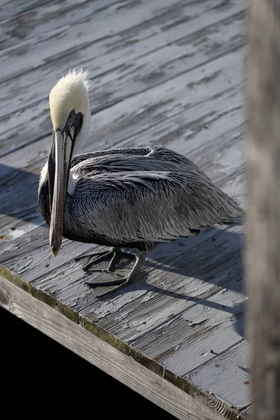 Vertical High Angle Closeup Shot Cute Pelican Standing Wooden Pier — Stock Photo, Image