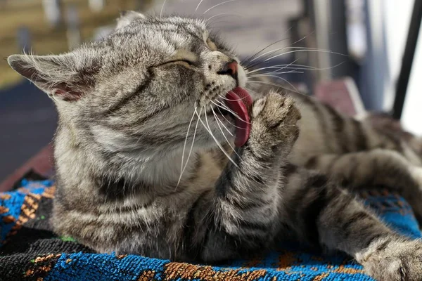 Grå Vuxen Katt Slickar Sin Tass Med Suddig Bakgrund — Stockfoto