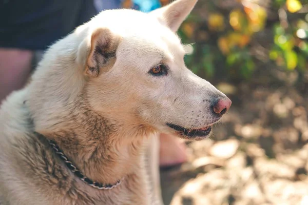 首周りに美しいチェーンを持つかわいい犬のサイドプロフィール — ストック写真