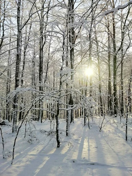 Pionowy Obraz Lasu Pokrytego Drzewami Śniegiem Pod Słońcem Larvik Norwegii — Zdjęcie stockowe