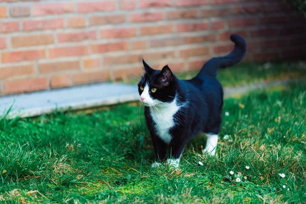 Gato Preto Bonito Grama Perto Parede Feita Tijolos Vermelhos — Fotografia de Stock