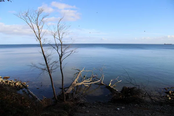 High Angle Shot Dry Trees Body Water Trelde Naes Denmark — 스톡 사진