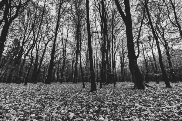 A grayscale shot of a creepy forest