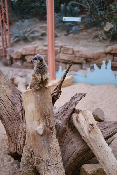 Tiro Vertical Meerkat Bonito Sentado Uma Árvore — Fotografia de Stock