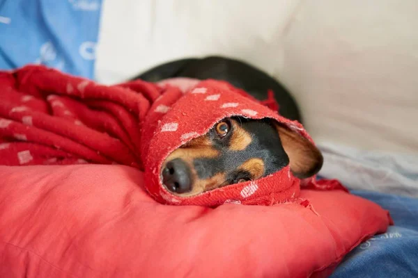 Милая Ленивая Собака Отдыхает Диване Дневное Время — стоковое фото