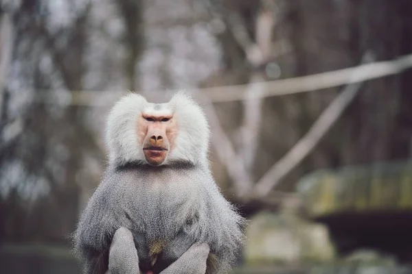 Closeup Shot Hamadryas Baboon Looking Intently Camera Its Beautiful Silver — 스톡 사진