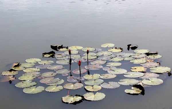 Gölette Pembe Bir Çiçeğin Yüksek Açılı Görüntüsü — Stok fotoğraf