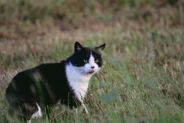草の中を歩いている美しい猫が背景をぼかしている — ストック写真