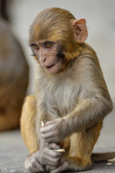 Uma Imagem Vertical Macaco Rhesus Sentado Chão Com Fundo Embaçado — Fotografia de Stock