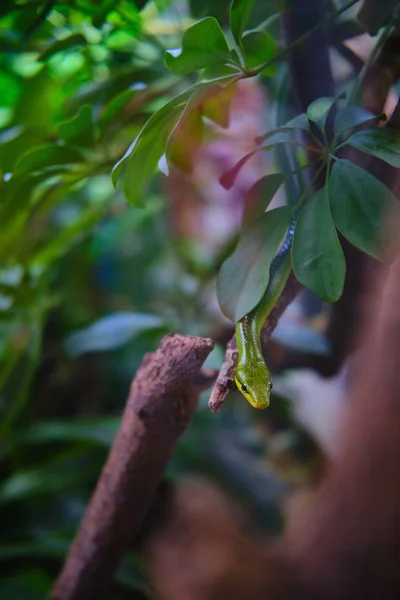 木の枝に緑のヘビの頭の垂直閉鎖ショット — ストック写真