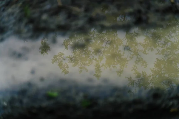 Eine Aufnahme Aus Dem Hochwinkel Der Reflexion Der Blätter Baum — Stockfoto