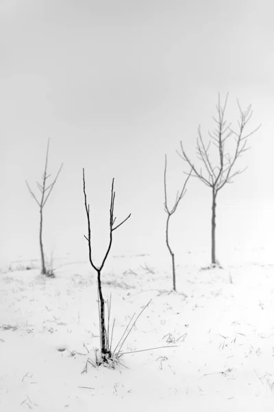 Šedivý Záběr Bezlistých Stromů Zasněžené Oblasti Mlhavým Pozadím — Stock fotografie
