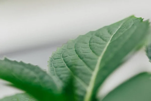 Nahaufnahme Eines Blattes Einer Pflanze Auf Weißem Hintergrund — Stockfoto