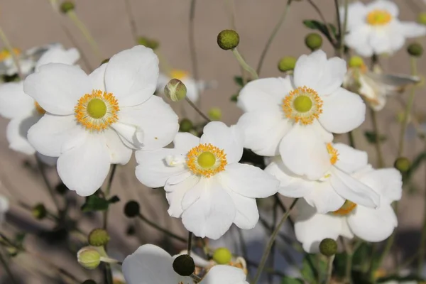Een Close Shot Van Mooie Witte Anemonen — Stockfoto