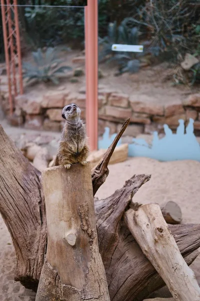 Vertikal Bild Söt Surikat Sitter Ett Träd Ett Zoo — Stockfoto