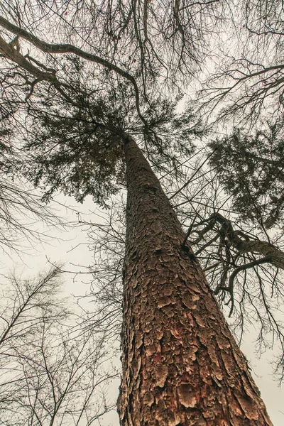 Eine Flache Aufnahme Einer Riesigen Kiefer Wald — Stockfoto