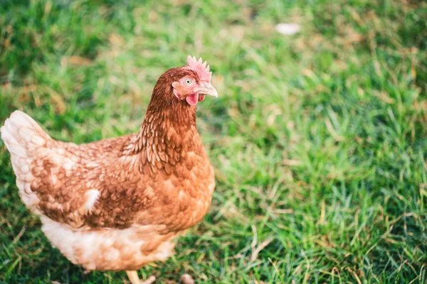 курица на зеленом фоне. depositphotos 340291658 stock photo beautiful shot chicken walking grass. курица на зеленом фоне фото. курица на зеленом фоне-depositphotos 340291658 stock photo beautiful shot chicken walking grass. картинка курица на зеленом фоне. картинка depositphotos 340291658 stock photo beautiful shot chicken walking grass. Франция, птицеводство в Brueil en Vexin
