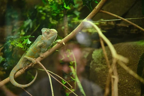 Caméléon Vert Assis Sur Une Branche Arbre Dans Zoo — Photo