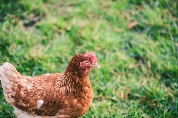 Beautiful Shot Chicken Grass Farm Sunny Day — Stok fotoğraf
