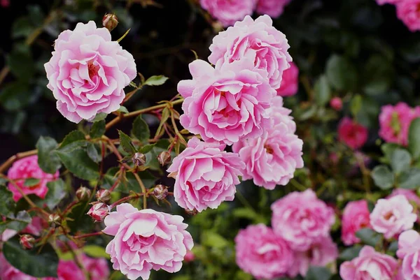 茂みの上に成長した美しいピンクの庭のバラのクローズアップショット — ストック写真