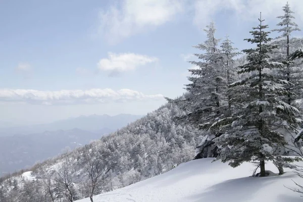 Gran ángulo de tiro de varios árboles en una montaña durante el invierno —  Fotos de Stock