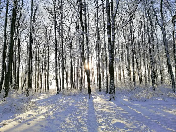 Wald umgeben von schneebedeckten Bäumen im Sonnenlicht in Larvik in Norwegen — Stockfoto