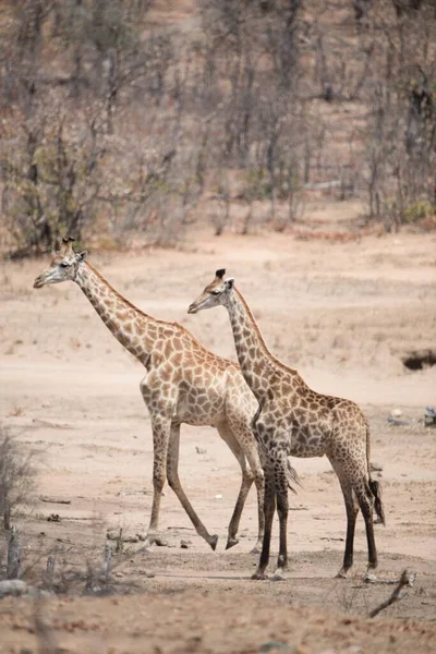 Een Verticaal Shot Van Twee Giraffen Die Samen Lopen — Stockfoto