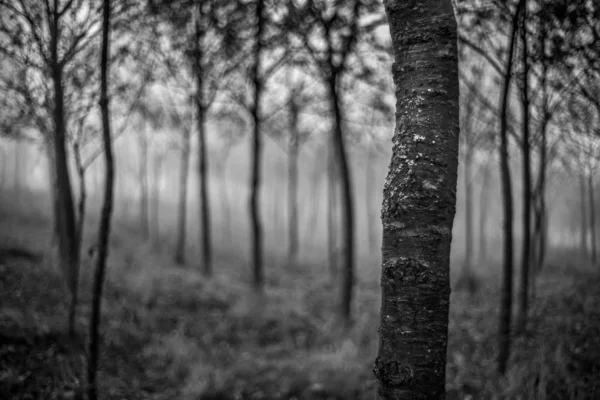Graustufenaufnahme eines Waldes mit vielen Bäumen auf verschwommenem Hintergrund — Stockfoto