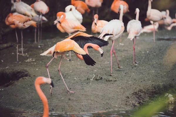 Ett Foto Grupp Orange Rosa Flamingos Lerig Grund — Stockfoto