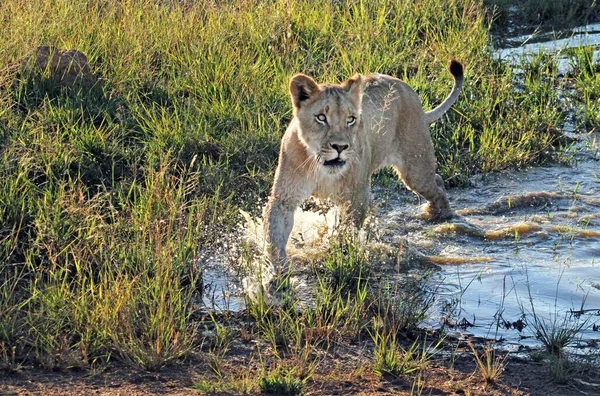 A young lion walking in shallow water and grass in South Africa