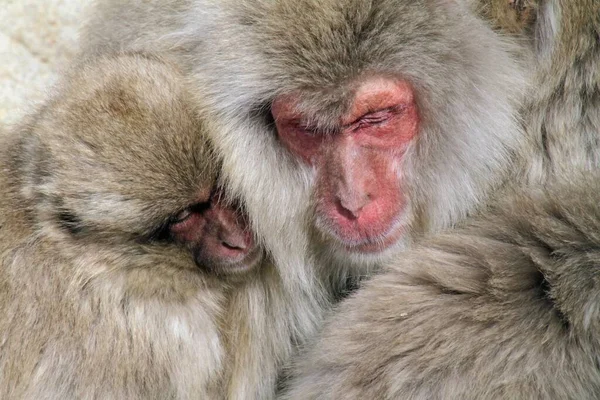 在相互拥抱的同时 拍下了一张日本猕猴熟睡的特写 — 图库照片